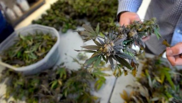 Arkansas marijuana regulators face lawsuits over biz license rejections