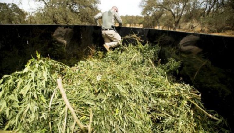 Why some communities are pushing back hard against California cannabis farms