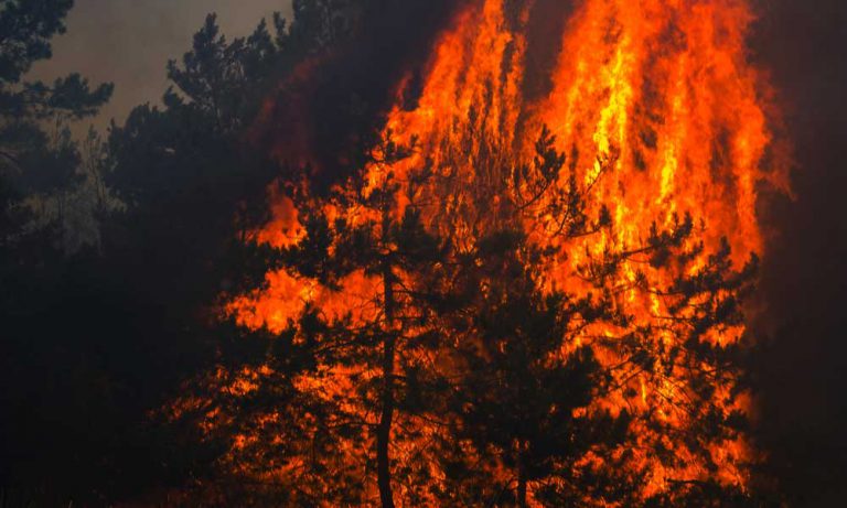 California Pot Farms Hit By Wildfires Receive Neighborly Aid