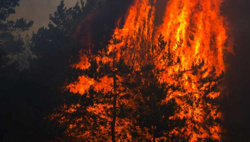 california-pot-farms-hit-by-wildfires-receive-neighborly-aid_1
