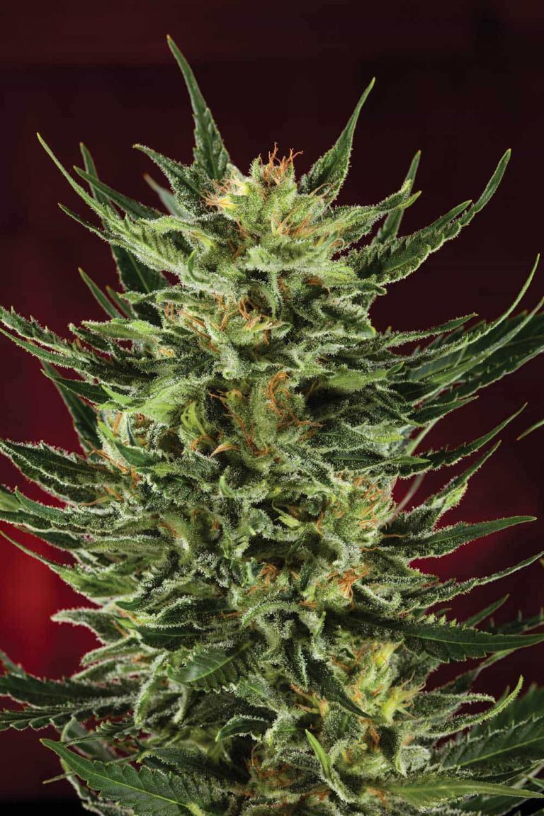 Can Limonene Help Cure Breast Cancer?