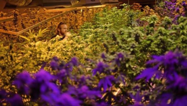 Op-ed: Colorado legalization anniversary nothing to celebrate