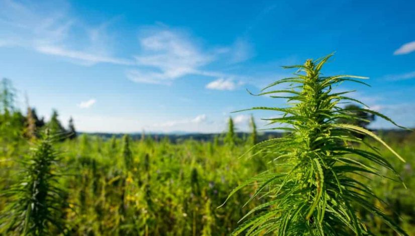 does-the-missouri-constitution-actually-protect-pot-farmers_1