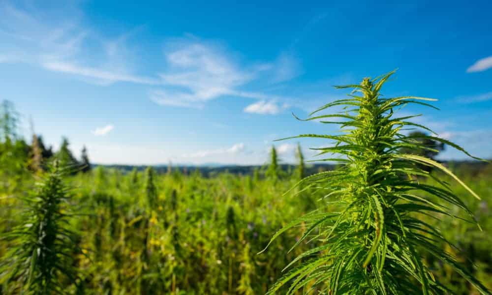 Does The Missouri Constitution Actually Protect Pot Farmers?