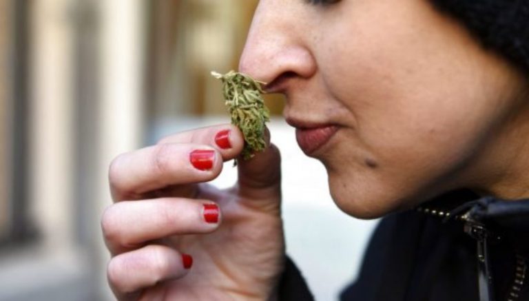 Oregon marijuana growers face lawsuit from vineyard owner over crop’s smell