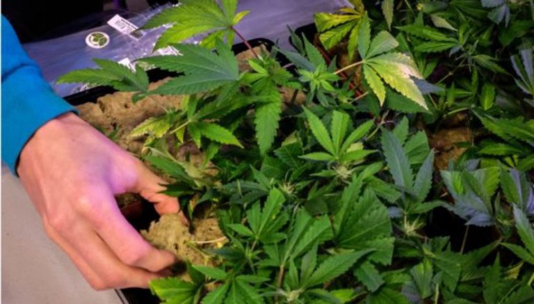 A grow of your very own: Nation’s capital a hotbed for DIY cannabis