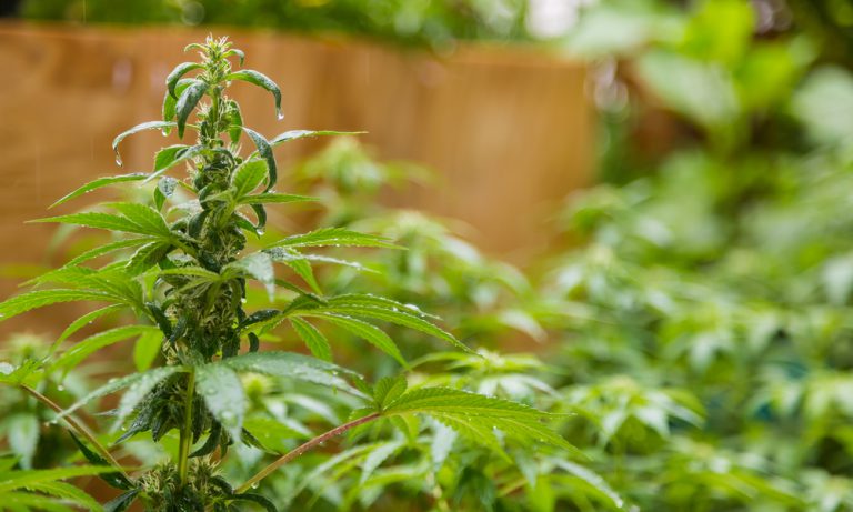 Good News: Congo Is Ditching Conflict Metals For Cannabis