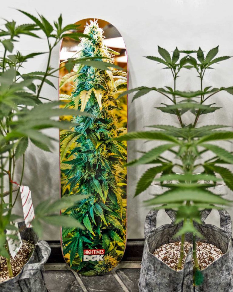 High Times And DGK Announce Clothing Collaboration