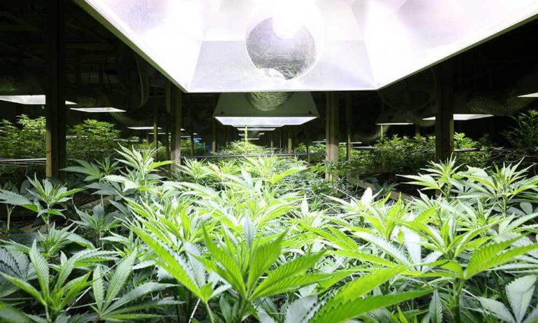 How To Change Light Cycles In Your Home Garden