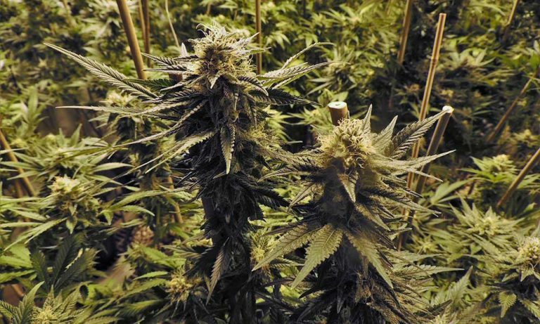 How To Earn Money With Cannabis—From Anywhere In The US