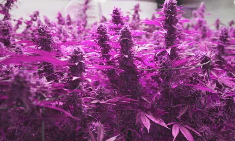 Is It Time For LED Grow Lights?