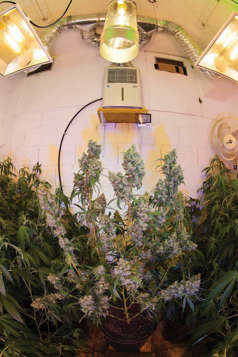 The Urban Growroom