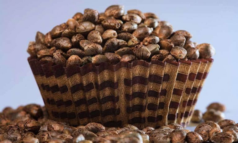 Tips & Tricks For Seed Germination