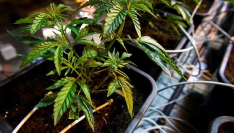 A Bay Area community will require home growers to register with police