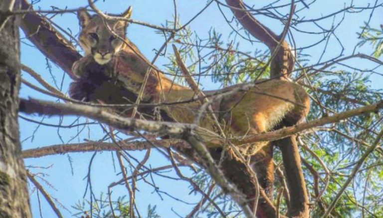 Cannabis cultivation could threaten Santa Cruz mountain lions