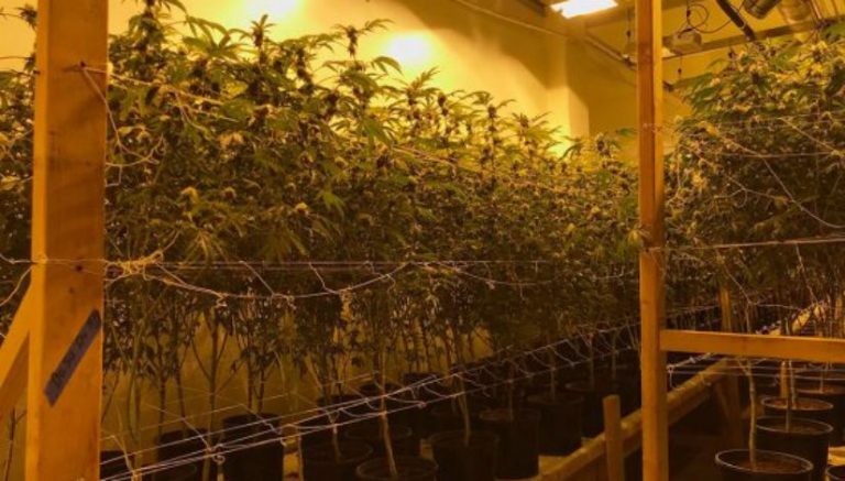 “The biggest grow I’ve ever seen”: California cops bust multimillion-dollar weed “fortress”