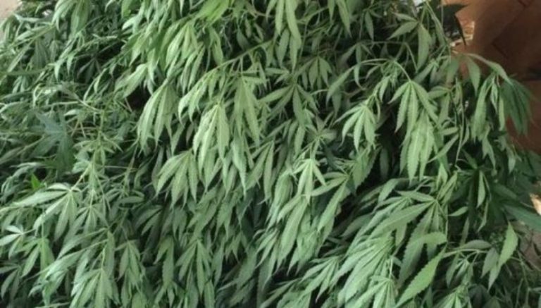 Washington raids net $80 million worth of illegal marijuana