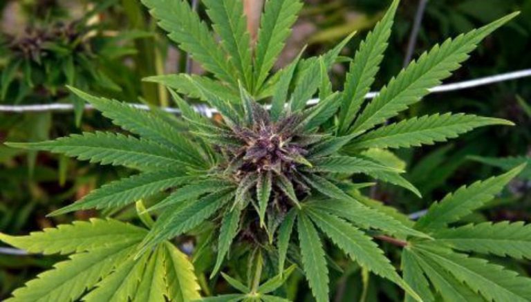 LA police captain on leave over marijuana grow denies wrongdoing