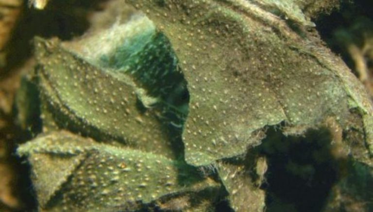 Alaska says Frozen Budz sold moldy marijuana edibles