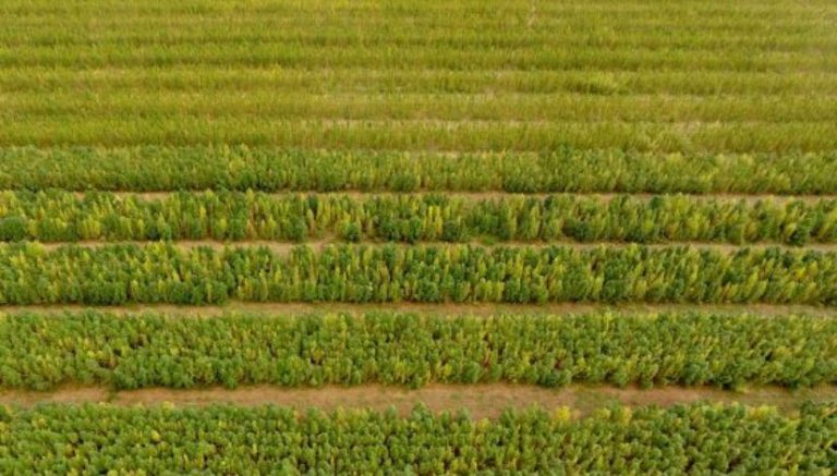 80 years after hemp outlawed in Pennsylvania, state looks to triple permits