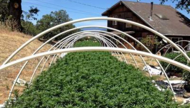 In attempt to help small farmers, Humboldt reps call for one-acre cap on cannabis cultivation