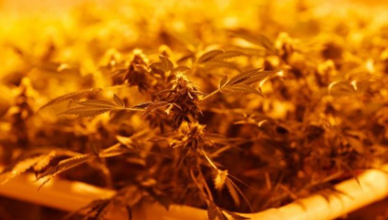 Buyers beware: California cannabis sold Jan. 1 could be tainted