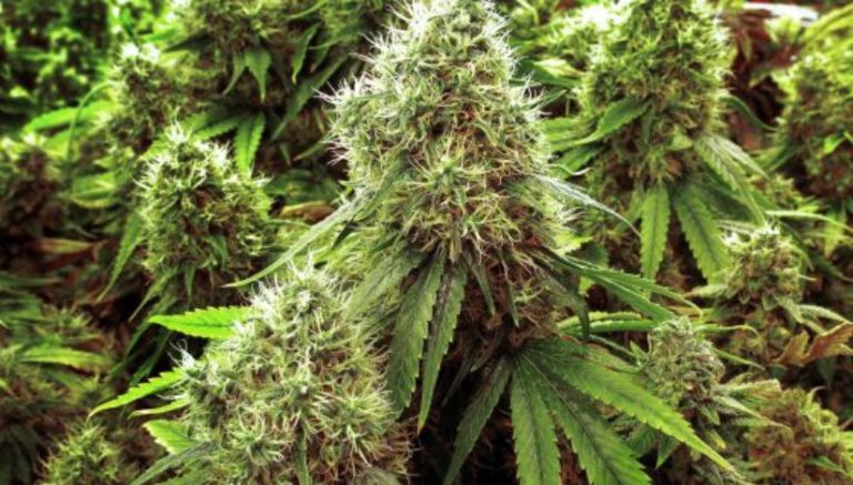 Judge orders health officials to rethink adding migraines to Illinois medical marijuana conditions list