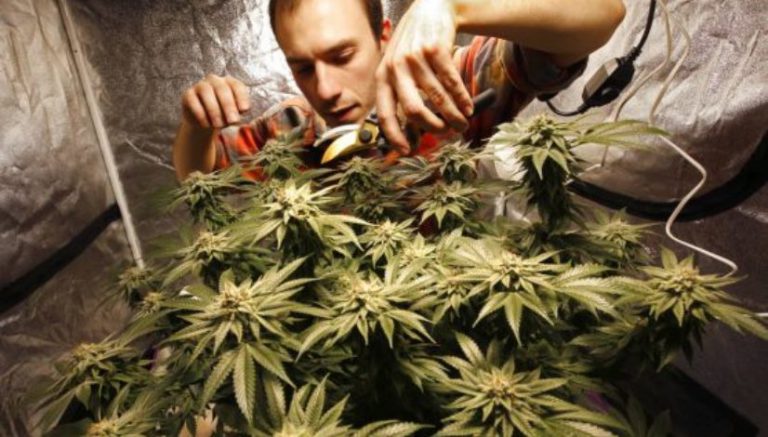 In newly-legalized states, marijuana is the “it” gift of the season