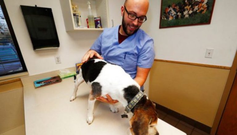 Scientists call on feds to allow research on CBD for pets