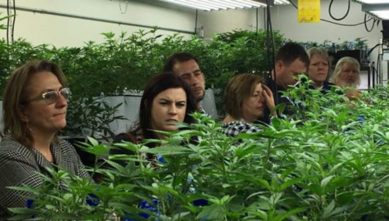 Listen now: California looks at marijuana legalization lessons learned from Colorado, Washington