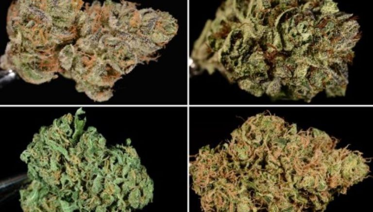 Cannabist Readers’ Choice: Strain of the year