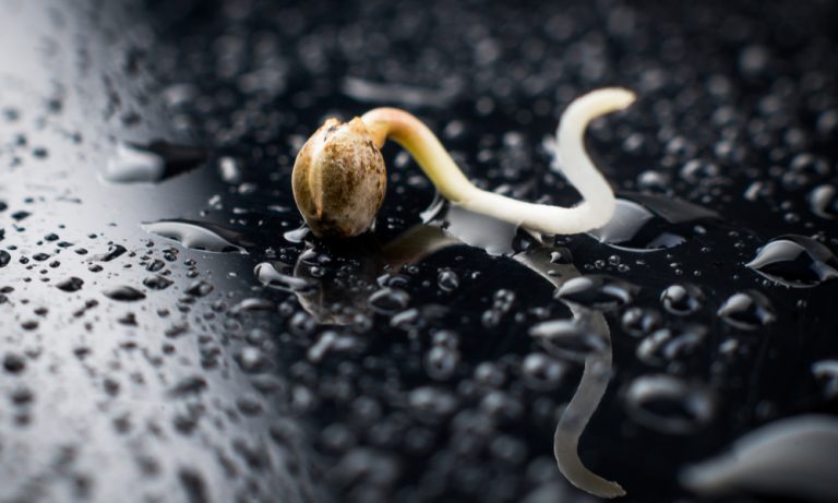 Cannabis Seeds 101: Your Intro Guide To The Marijuana Seed