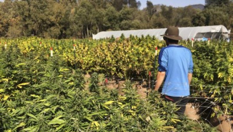 Is there such a thing as growing too much marijuana? Rhode Island thinks so