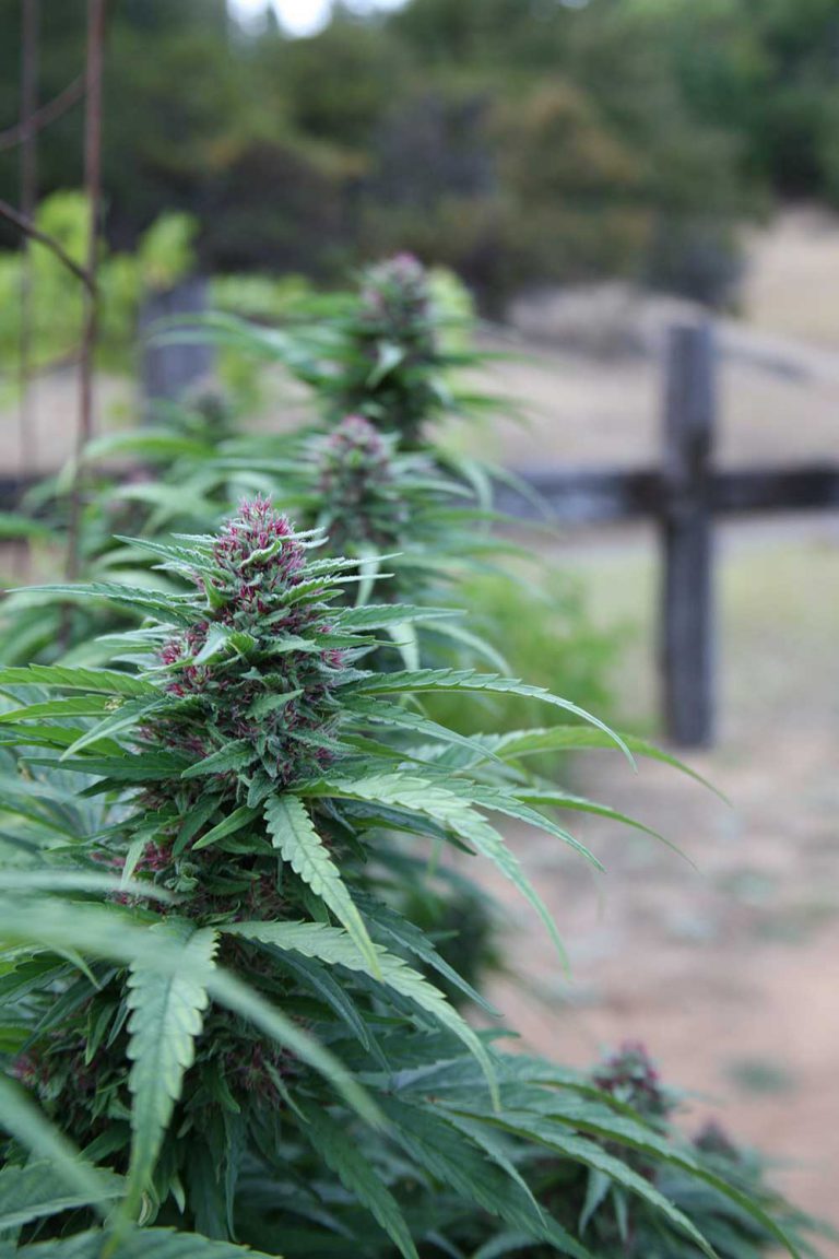 Grow Medium Guide For Indoor Growers