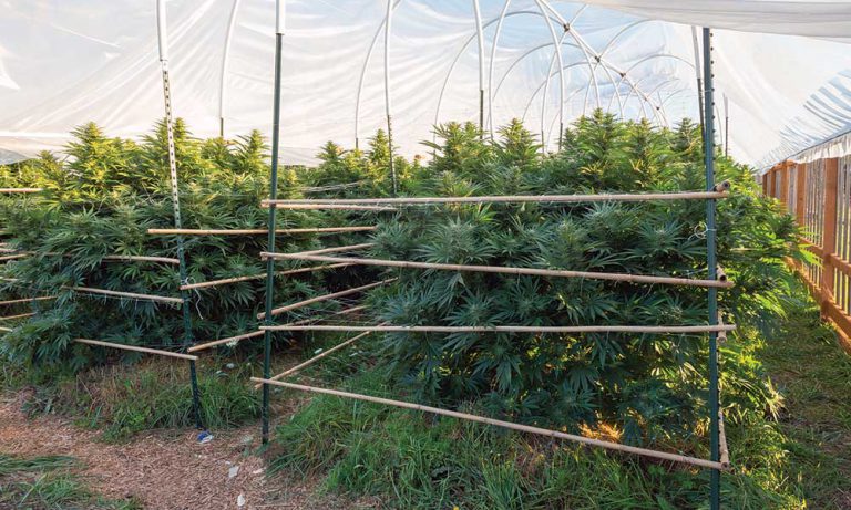 Inside sofresh farms