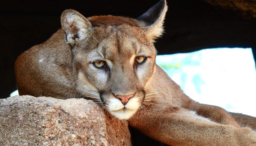 marijuana-and-mountain-lions-why-ecologists-are-worried_1