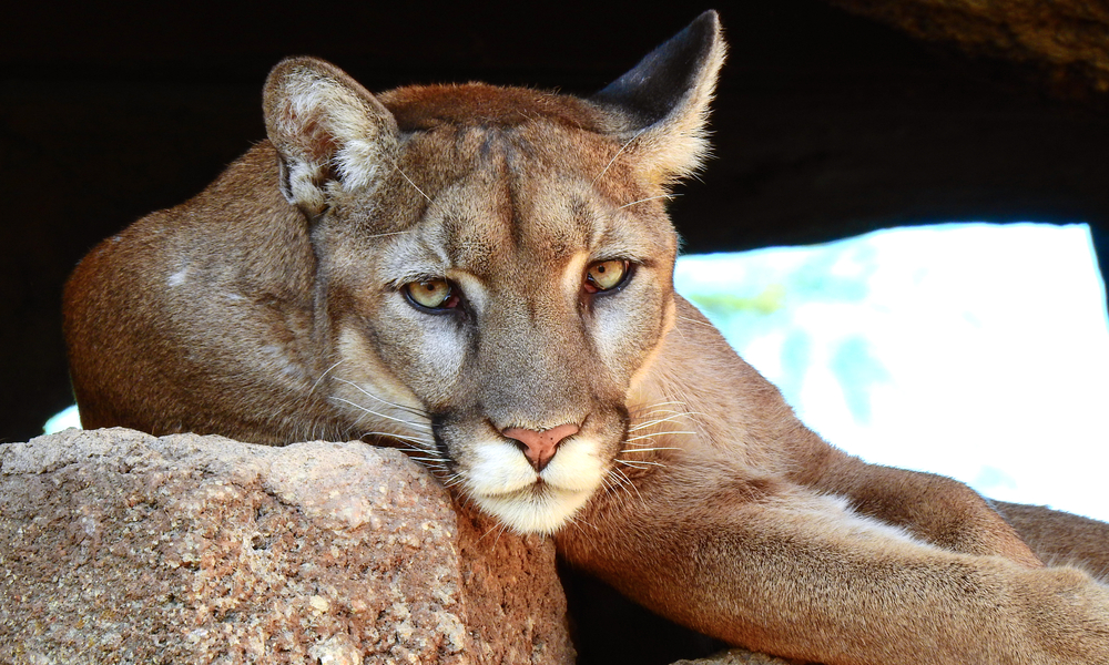 Marijuana And Mountain Lions: Why Ecologists Are Worried