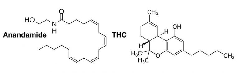 Stoned Science: Cannabinoid Receptor-1 (CB-1) & THC