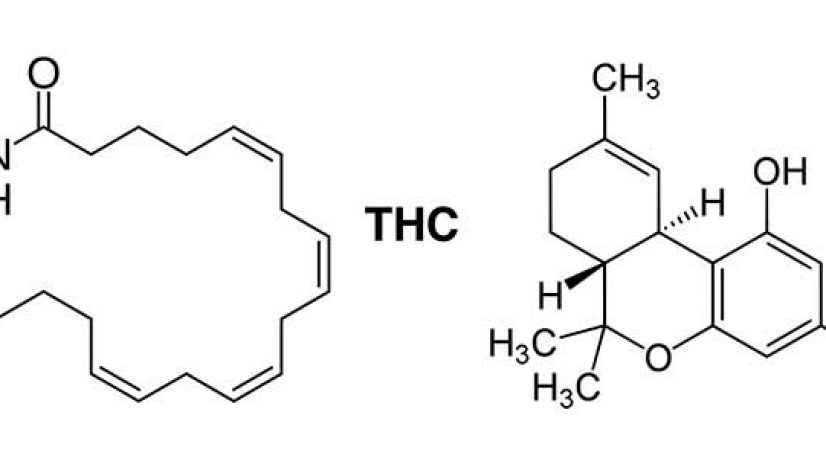 stoned-science-cannabinoid-receptor-1-cb-1-thc_1