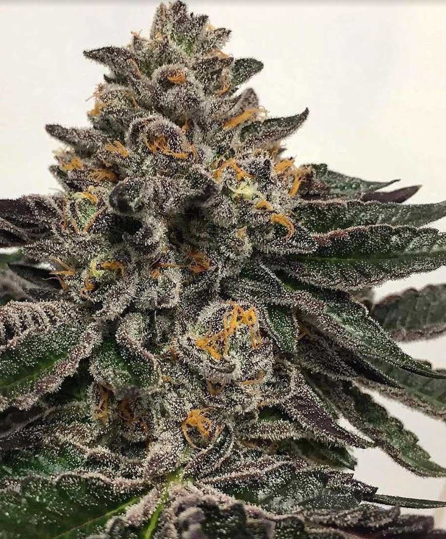 The High Times Interview: Compound Genetics