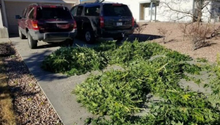Colorado’s first big illegal grow raids of 2018: hundreds of plants seized