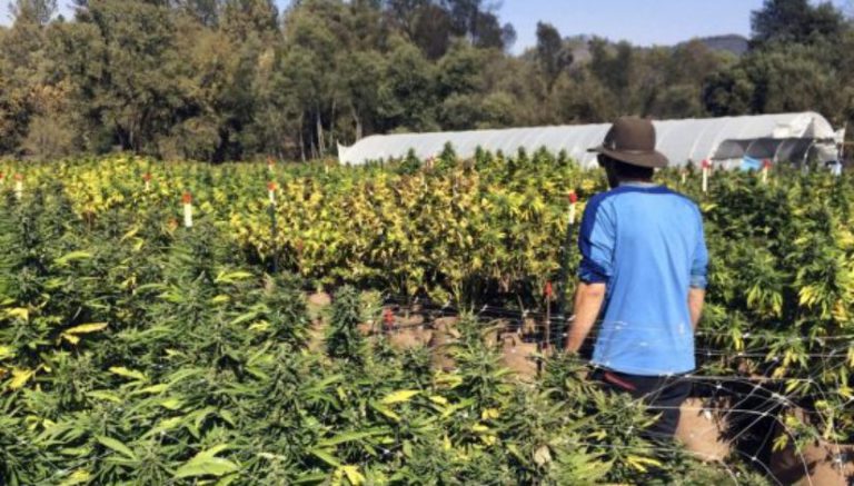 Alliance of California marijuana growers file lawsuit to block vast cultivation operations