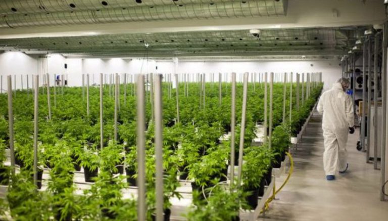 Canadian town claims to be “marijuana capital” of country