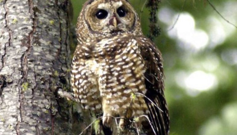 Northern spotted owls may be at risk from cannabis farms