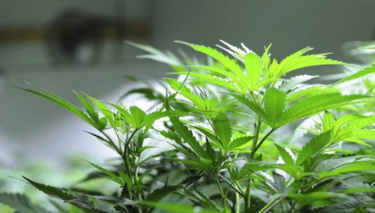 Where marijuana legalization stands in New Mexico