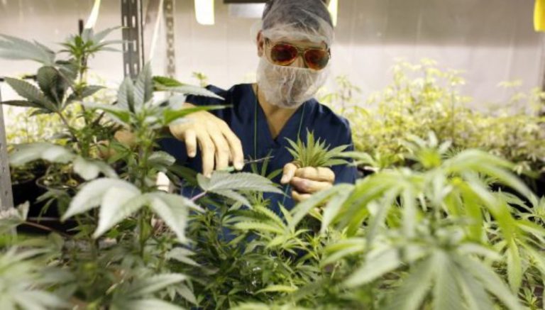 Op-ed: We got into medical marijuana to help people – now we’re under siege