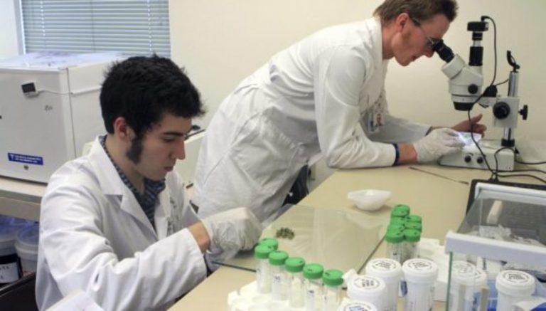 Alaska marijuana testing facilities to be audited after “significant deviation” in potency results