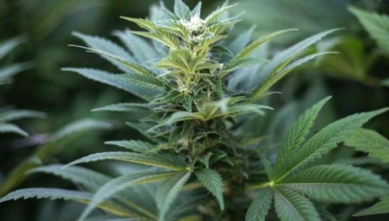 Vermont House passes marijuana legalization bill. Senate to vote next week