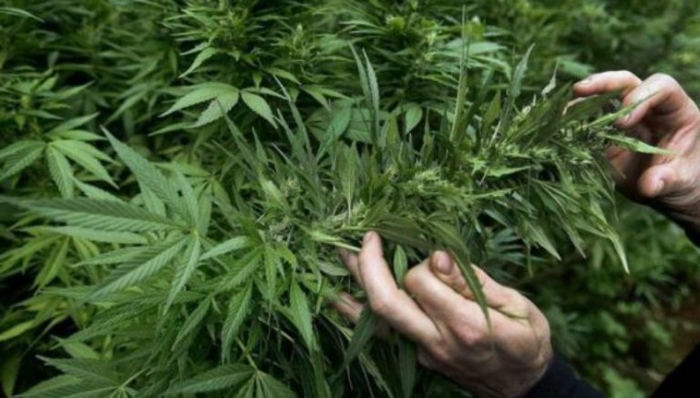 I grow pot in California for a living. I’m worried about legalization.