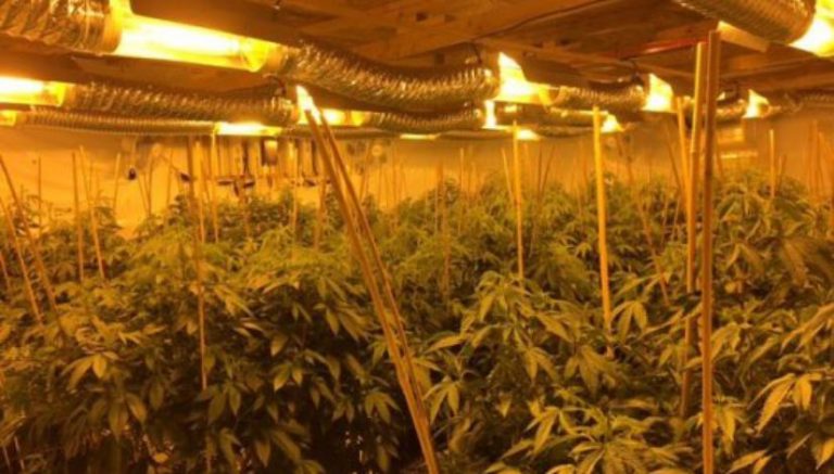 Authorities raid marijuana grow, lab in central Colorado